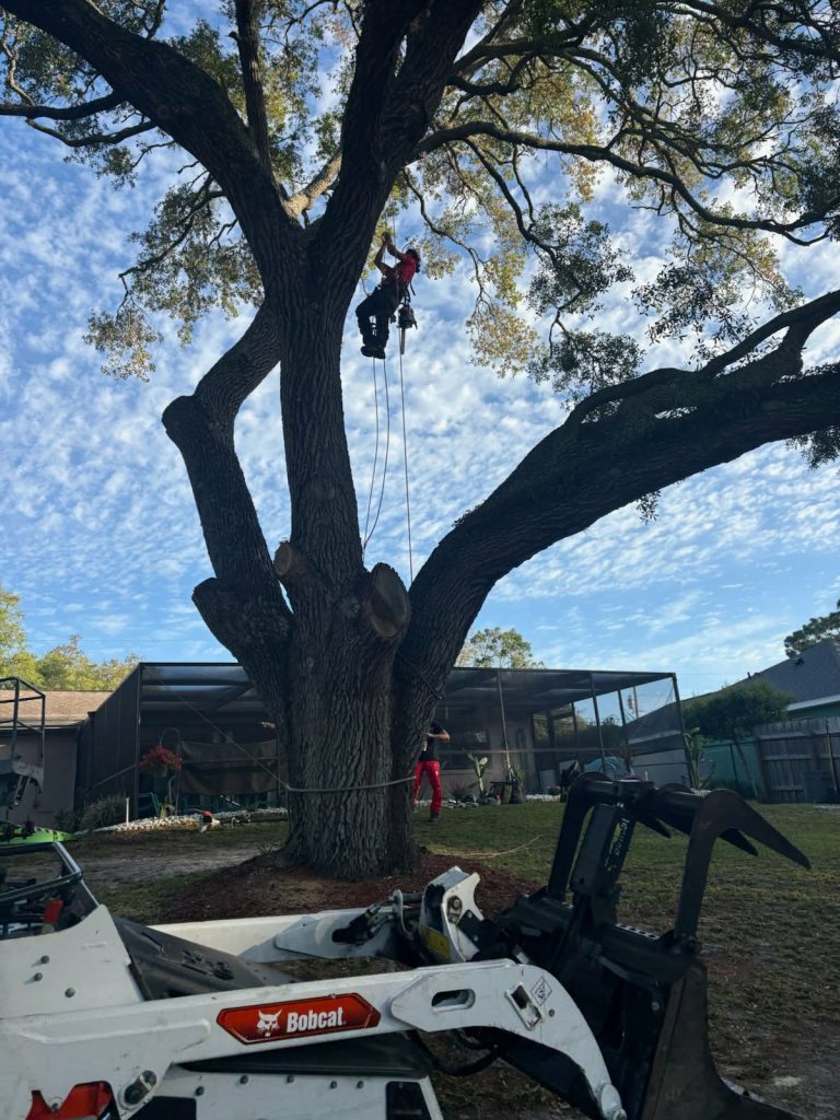 big tree removal spring hill fl